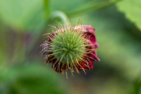 Burdock flower head with spiky green seed head in nature