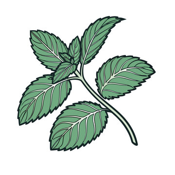Fresh green mint sprig vector EPS, Mint branch