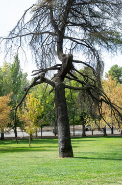 BARRIO DE MONCLOA EN MADRID, FARO DE MONCLOA, ARCO DEL TRIUNFO,  PINTOR ROSALES, PARQUE ROSALES
