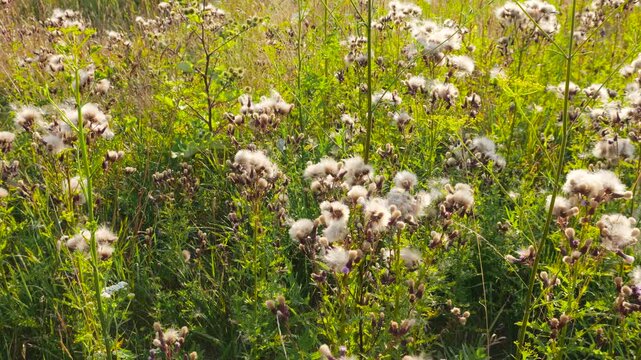 A wide field of creeping thistle plants with fluffy white seed heads sways gently in the summer sun. Golden daylight illuminates the soft downy seeds of the invasive thistles in their natural habitat.