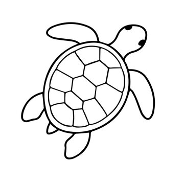 turtle vector illustration