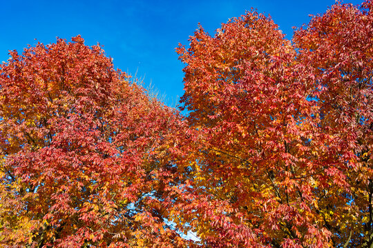 Autumn leaves on park trees. Leaves orange color. Nature fall season. Fall season weather. Red autumn leaf natural foliage. Autumn nature. Red leaves in forest. Seasonal autumnal tree.