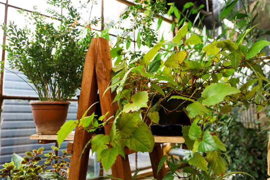 Plants Cissus antarctica in a greenhouse on a wooden shelf during daytime