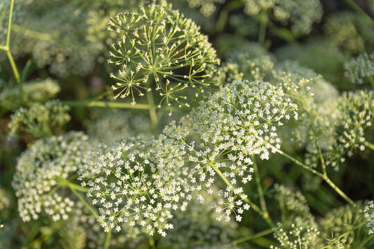 Anise flower. White flowering aniseed. Flower bloom in nature. Anise in the nature. Blooming flower at summer. Spring blossom of flowering Anix plant