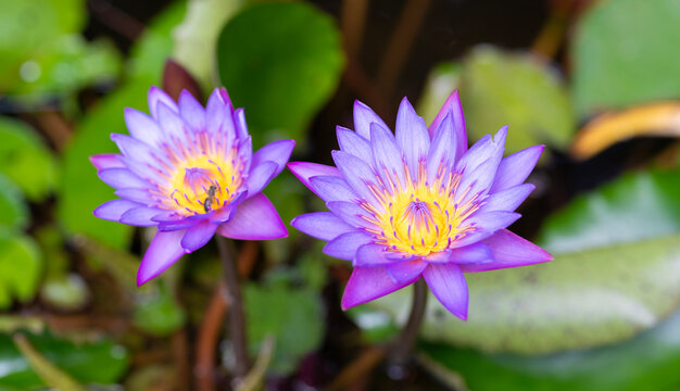 Blooming waterlily flower in pond water. Lilies flower in nature. Summer nature. Bright purple flowering lily in tropical waters. Flower of Nymphaea waterlily. Flowering Nymphaea lily. Lily blossom