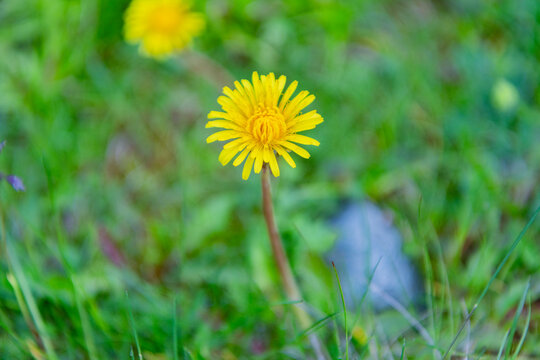 Flowering dandelion on lawn yard. Dandelion in the nature. Dandelion flower. Yellow color dandelion on green grass. Flower bloom in springtime