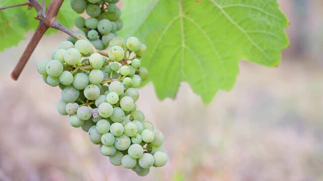 Green grapevine, ripe riesling wine grapes growing on vine, vineyard in Trier, Mosel Valley Germany, agriculture at Moselle river, windy stormy weather