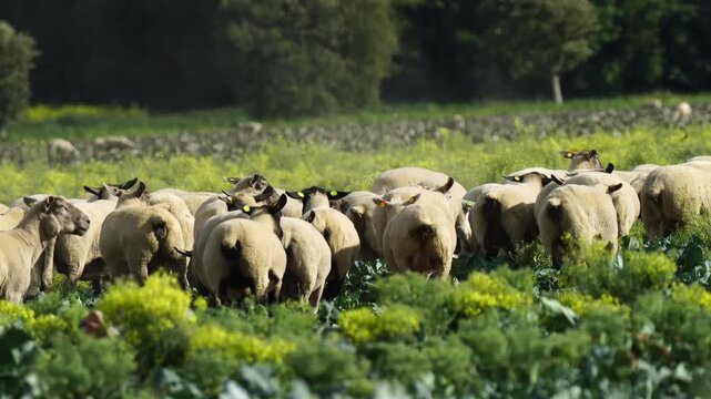 Sheep in a cabbage field