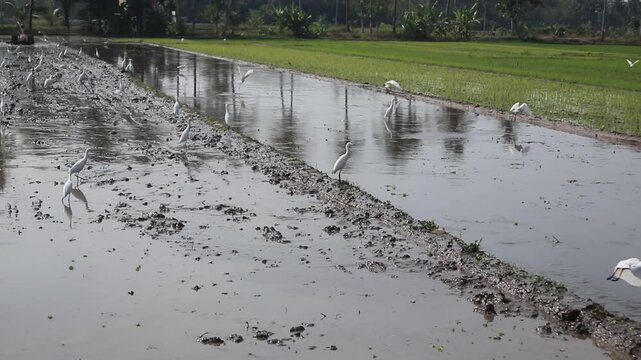 Storks look for worms in the mud of rice fields.
