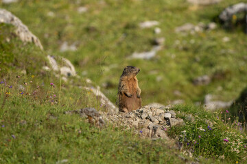 An alpine marmot stands upright on its hind legs on a rocky mound, keeping watch over a sunlit mountain slope. © LauraClementina