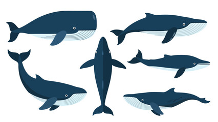 Fototapeta premium Collection of stylized blue whales in various poses and perspectives, isolated on a white background.