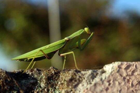 Mantis close-up, insect on textured surface. Large green mantis sits in profile on a rocky surface in the evening sun. Green mantis cleaning its paws at sunset. Predatory insect