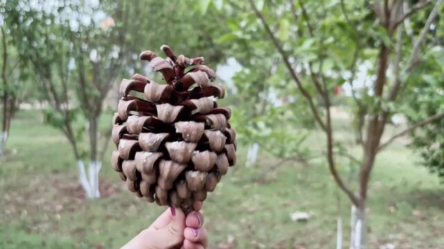 Close-up of a hand holding a natural pinecone in a green outdoor garden setting.