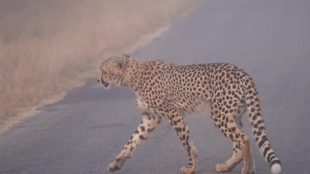 Two cheetah brothers walking in the tar road on a foggy morning in Kruger National Park.