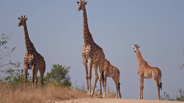 Two female giraffes standing in the road with their young, looking alert into the distance. Filmed from a low angle in Kruger National Park.