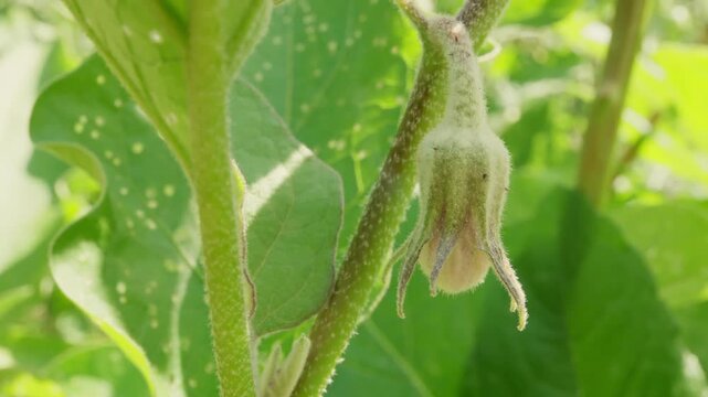 Close-up Of An Eggplant Flower Bud Growing On A Garden Plant Against A Green Background.