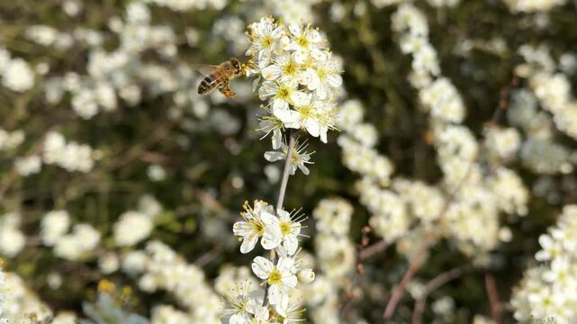 Hardworking honey bee collecting nectar and pollen from white prunus spinosa flowers in spring