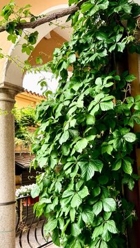 Picturesque image of ivy on the wall in a small village in italy
