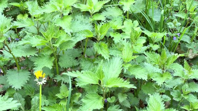 Young stinging nettle plants and a yellow dandelion growing together in a lush forest clearing