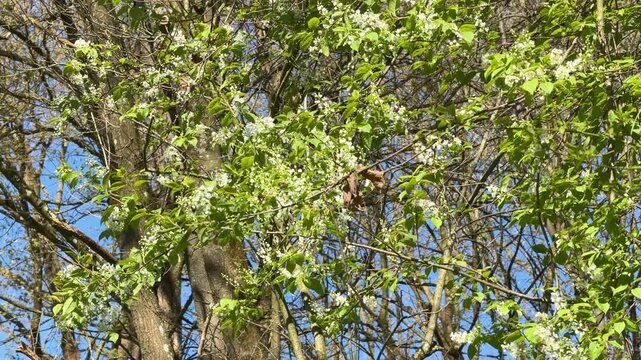 Delicate white blossoms of a bird cherry tree fluttering in the breeze against a clear blue sky