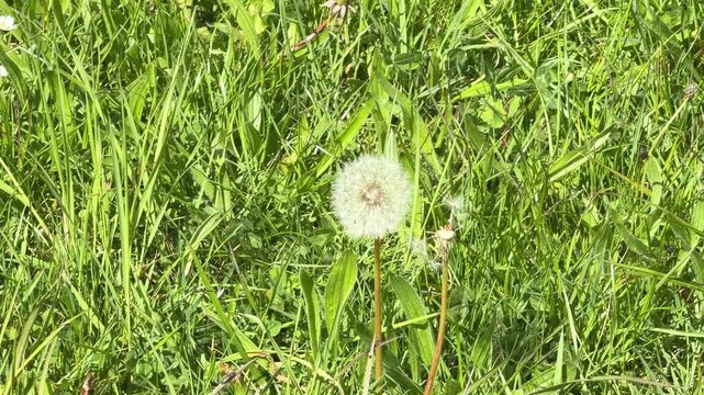 Delicate dandelion seed head losing its seeds in the breeze against a lush green grass background