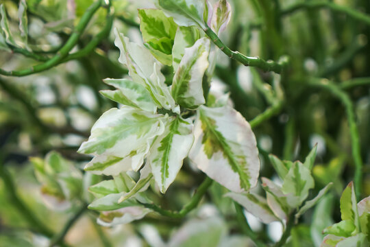 Variegated Japanese Corokia Plant Foliage