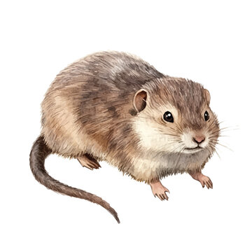 Watercolor vector illustration of Lemming, isolated on a white background.