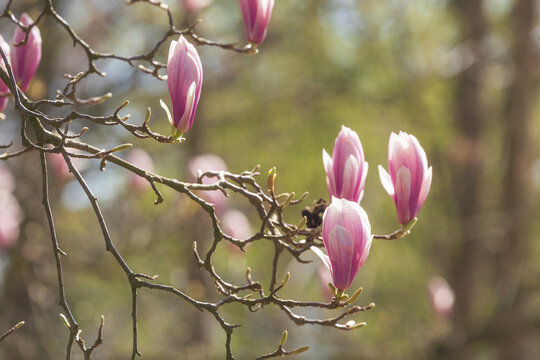 Rosa Magnolienknospen auf  Baumzweigen , Deutschland