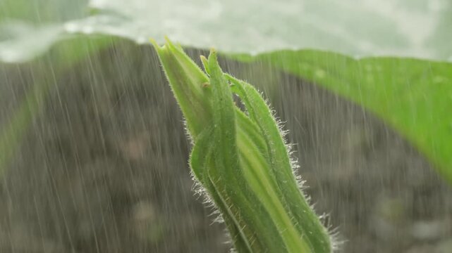 Close-up View Of A Green Pumpkin Flower Bud Covered With Water Droplets Growing In A Garden.