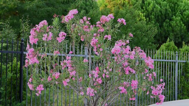 A vibrant pink oleander bush in full bloom sways in the wind next to a metal fence and lush green garden foliage.