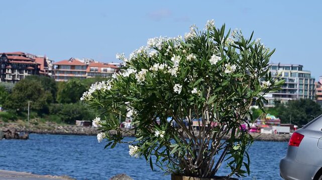 A potted white oleander bush sways in the wind on a sunny coastal promenade, with bright blue water and a seaside resort town in the background.