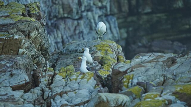 Kelp gulls perched among rugged coastal rocks beside the Atlantic Ocean at Cape of Good Hope Nature Reserve, South Africa, showing seabirds in their natural rocky habitat