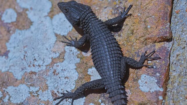 Close-up view, Black girdled lizard crawling across a sunlit rock at Cape of Good Hope Nature Reserve, South Africa, showing the distinctive dark scales of this Cape Peninsula reptile
