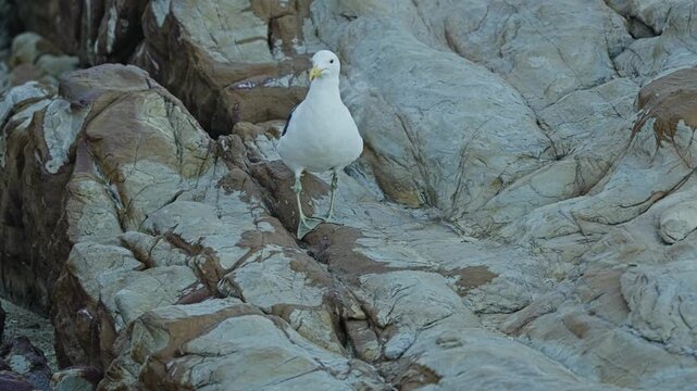 Kelp gull standing on shoreline rocks at Cape Point Nature Reserve, Cape of Good Hope, South Africa, surrounded by rugged Atlantic coast habitat, close-up