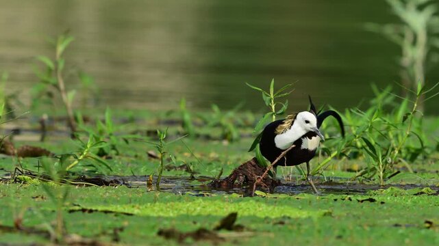 Wild waterbird displaying its striking summer breeding plumage while stepping elegantly across a lush, vibrant green marshland ecosystem.