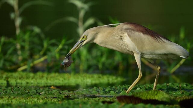 A wild Indian Pond Heron balances gracefully on a thick carpet of green duckweed while holding a freshly caught small fish tightly in its long beak.