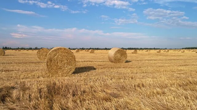 Low cinematic drone pass threads between massive round straw bales that dominate the foreground while cut golden stubble numerous distant rolls and soft summer clouds build depth across the field