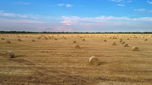 Sideways aerial panorama drifts past numerous round straw bales across a broad harvested field while pale pink clouds gather near the horizon and clear blue sky adds a serene late summer mood