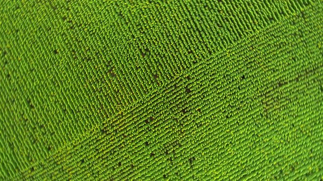Ascending drone top down rotation widens a direct overhead view of green sunflower rows as rectangular planting sections and crossing seams become an intricate geometric mosaic cultivated land