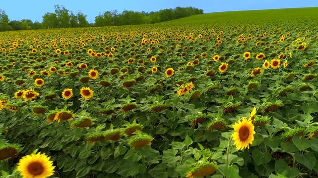 Close sideways drone pass skims mature sunflowers on a rolling green field showing open yellow faces heavy seed heads and layered leaves while trees line the upper edge beneath clear sky below