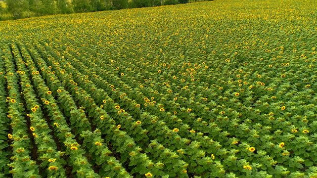 Low aerial approach glides above blooming sunflower rows with visible dark soil channels and abundant yellow heads while the green hillside rises toward a leafy woodland edge in summer light