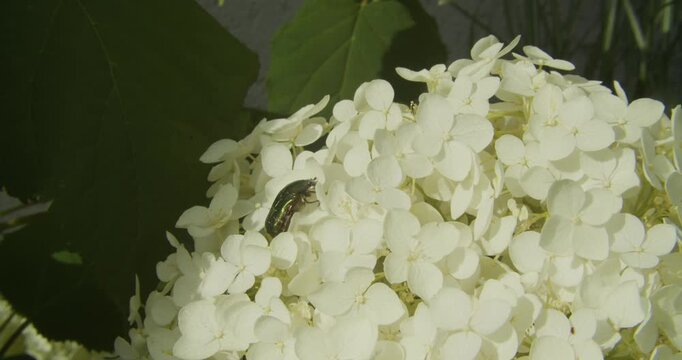 A metallic green rose chafer beetle explores a cluster of blooming white hydrangea flowers in a garden. Perfect for nature documentaries and sustainability concepts.