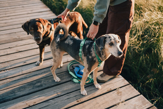 Woman handling two dogs in harnesses and leashes during outdoor walk on wooden boardwalk