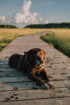 Senior dog resting on wooden boardwalk during outdoor walk through peaceful wetland meadow