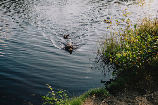 Dog swimming toward the grassy shore of a calm forest lake during an outdoor adventure