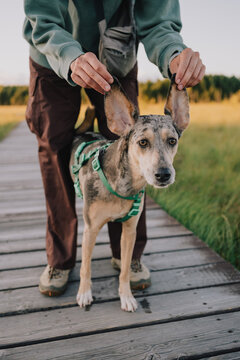 Person holding dog ears upright like bunny ears during playful outdoor moment on wooden boardwalk