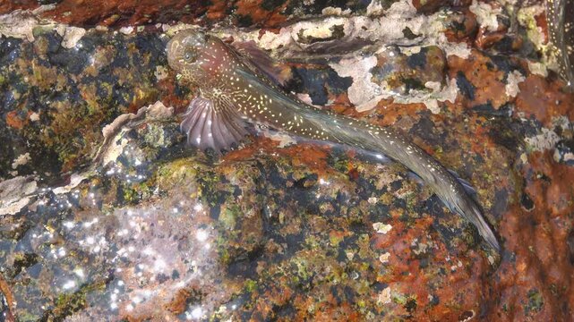 Muddy jumper probably Periophthalmus in the splash zone of the South China Sea. Vietnam. Fish live on rocks and are not afraid of high waves because their lateral and ventral fins act as suckers.