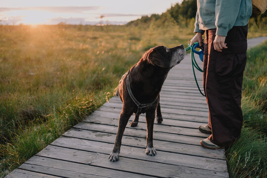 Dog wearing harness looking attentively at owner holding leash on wooden boardwalk during an outdoor walk