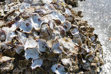 The close up of wild oyster shells attached to a coastal rock on the beach © Mariya