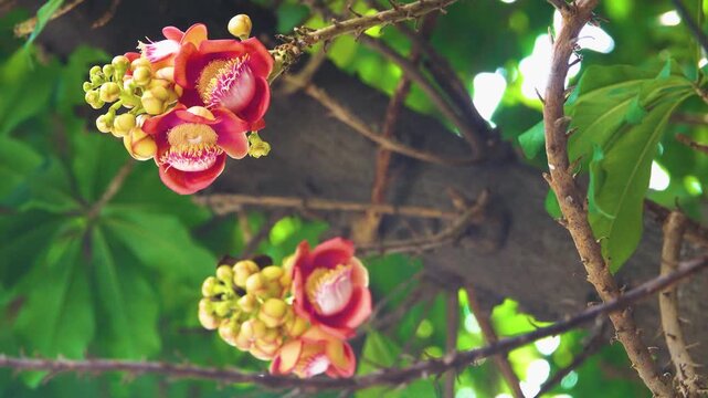 Buddhist temple, tropical rainforests and cannonball tree (Couroupita guianensis) This Brazilian tree has been acclimatized in Vietnam. Cauliflory flowers